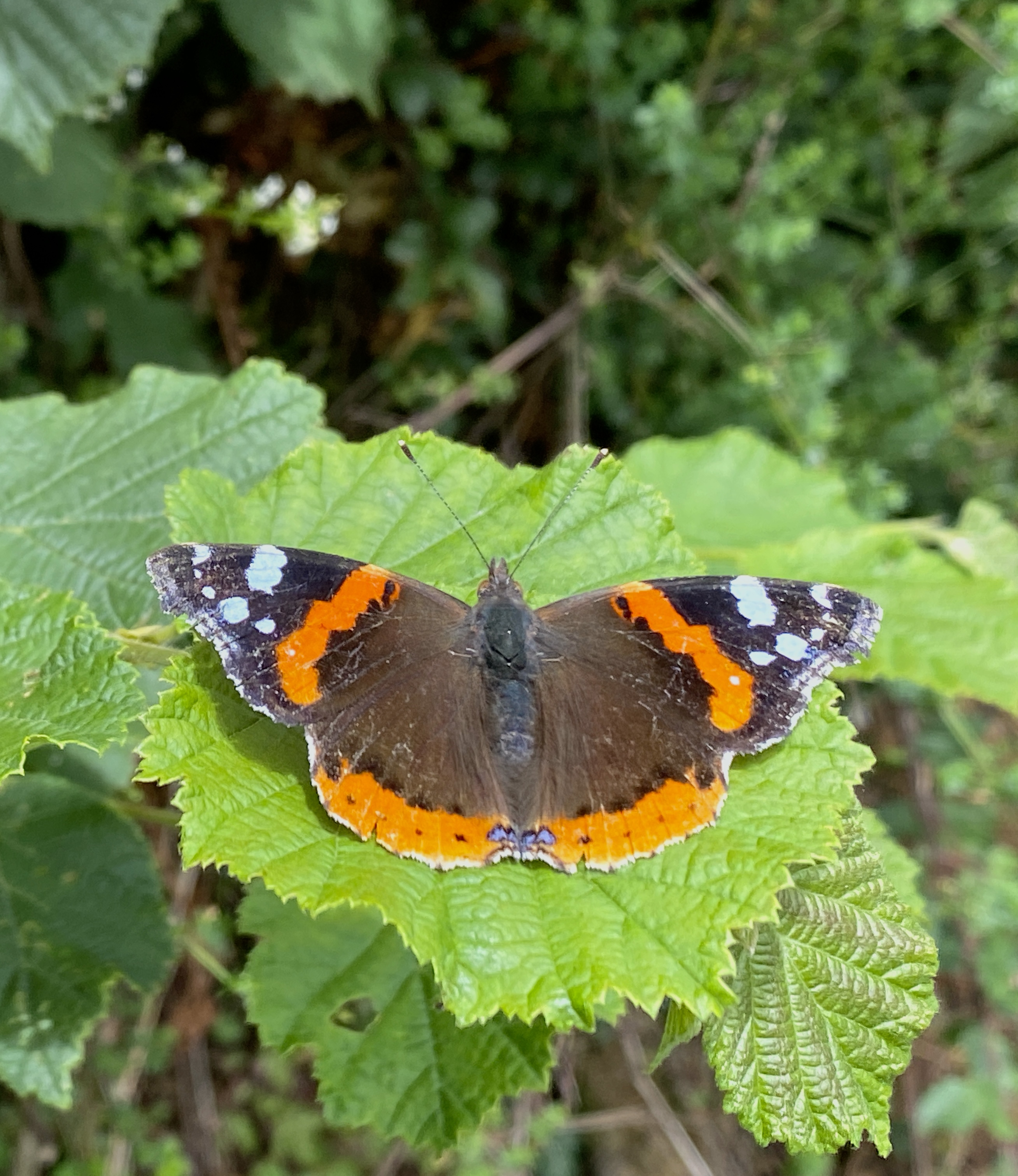 Red Admiral